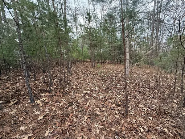 a view of a forest with trees