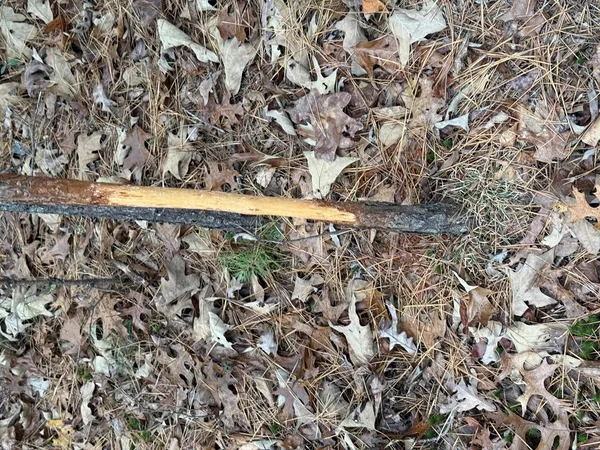 a view of a dry yard