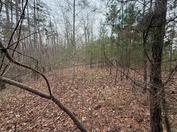 a view of a yard with large trees