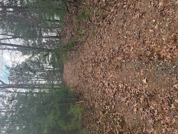 a close up of a plant