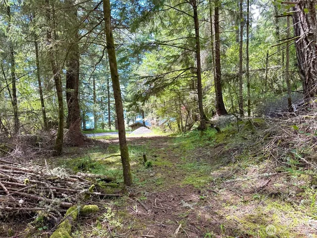 a view of a trees in a yard