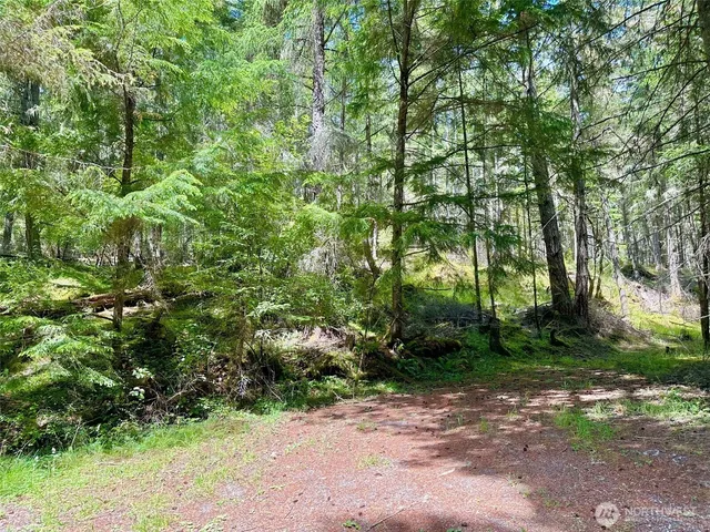 a view of a forest with trees