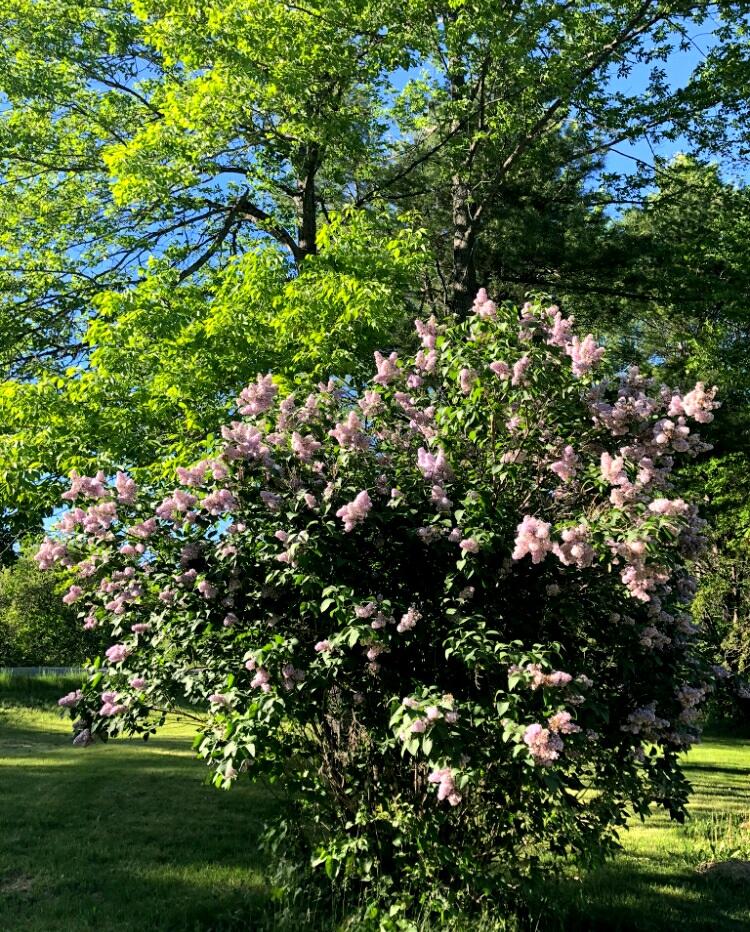 557 Stetson Road Exeter, ME 04435 - Photo 5 of 17 20230506_155536