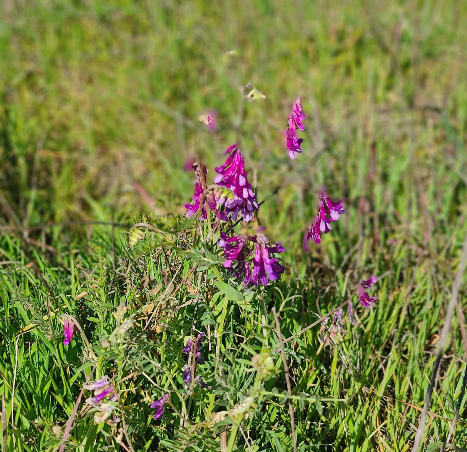 3 Zorro Road La Grange, CA 95329 - Photo 8 of 13 a view of a flower