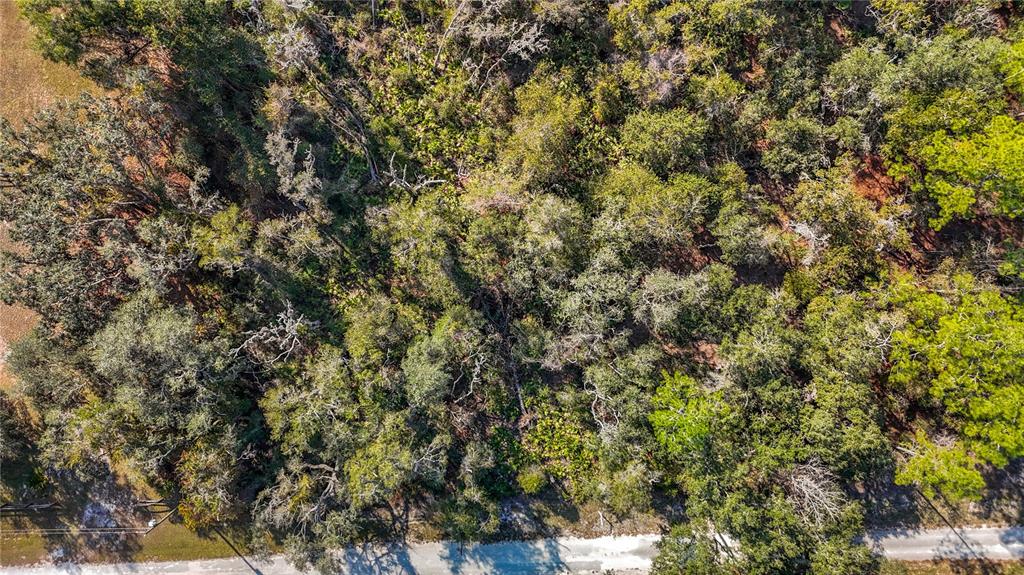 7241 Sonia Avenue Webster, FL 33597 - Photo 19 of 23 a view of a tree with a tree