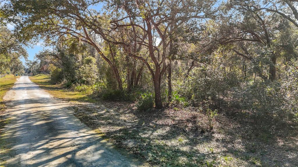 7241 Sonia Avenue Webster, FL 33597 - Photo 10 of 23 a view of a forest with trees