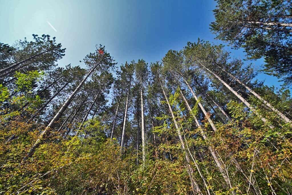 Lot 5.1 Off Ludlow Road Houlton, ME 04730 - Photo 43 of 43 tree-farm-maine-land