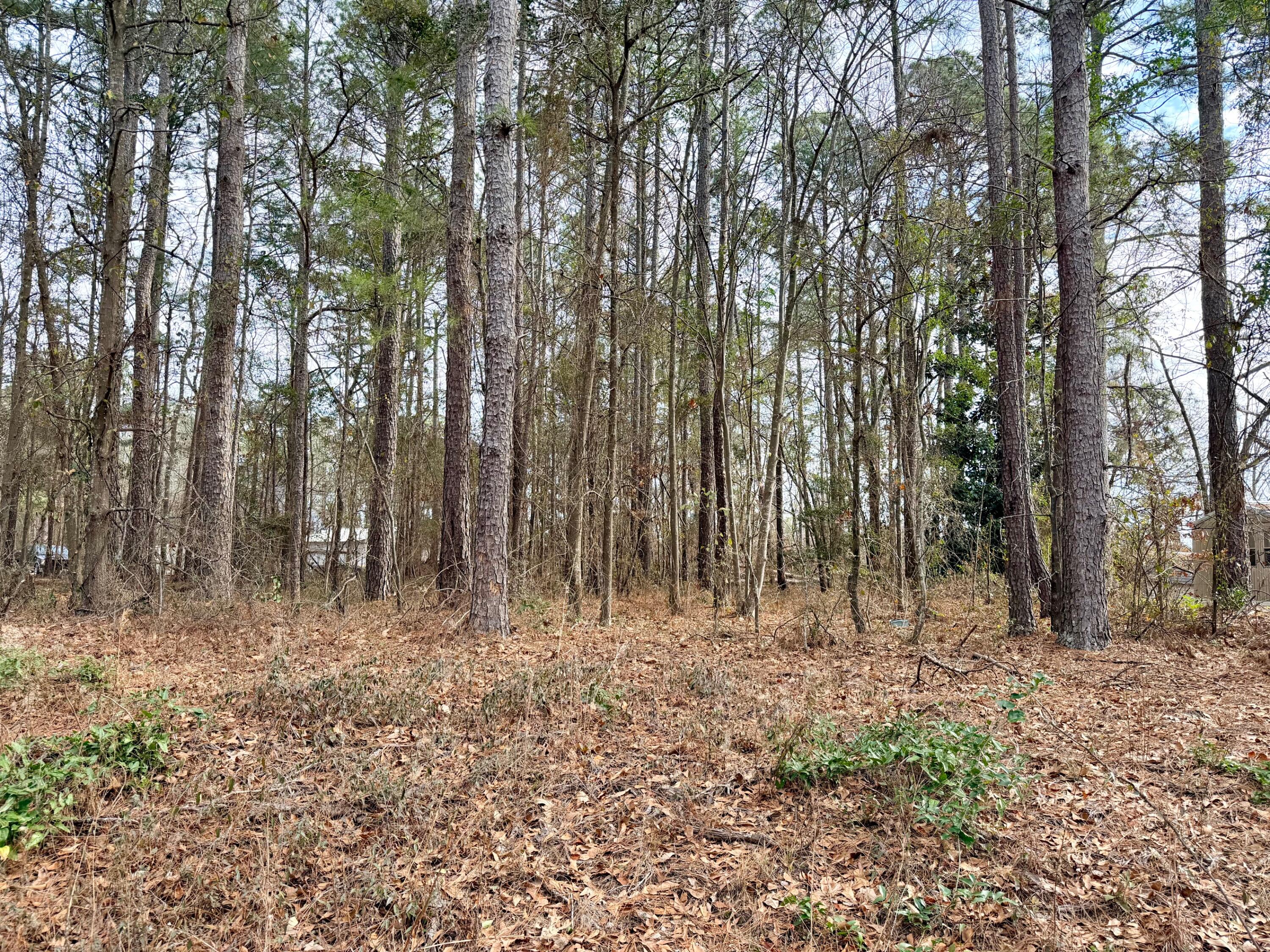 0 Vanest Road Ridge Spring, SC 29129 - Photo 3 of 7 IMG_1950