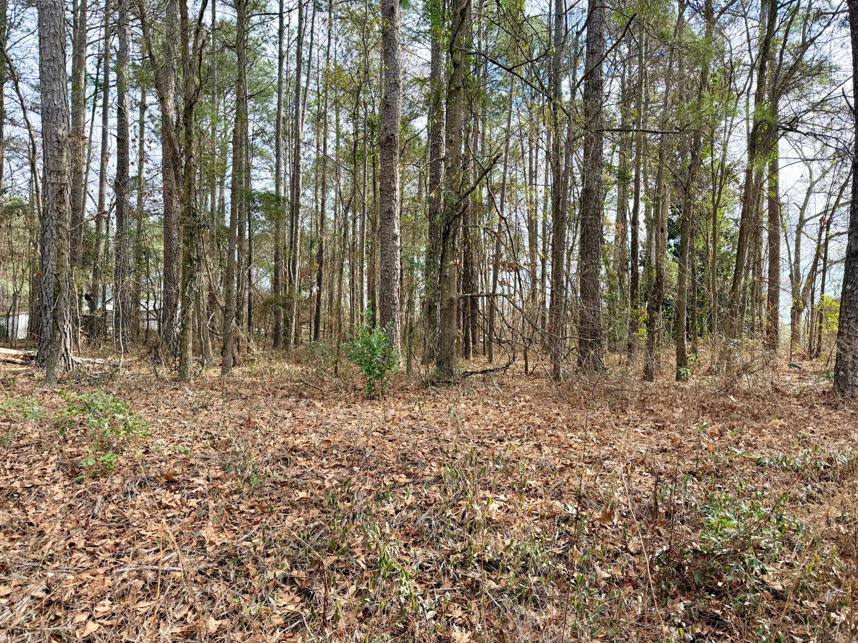 0 Vanest Road Ridge Spring, SC 29129 - Photo 4 of 7 IMG_1949