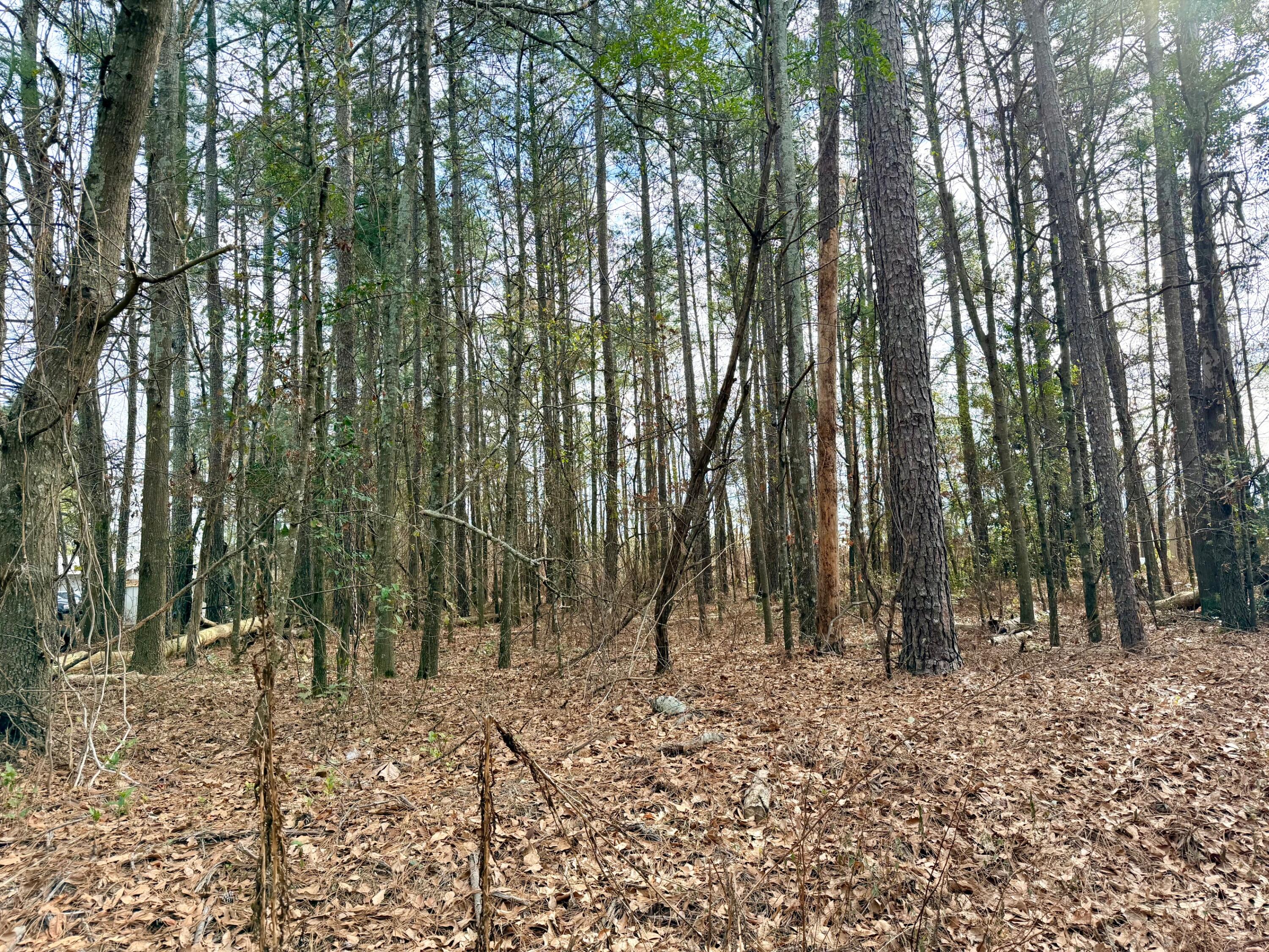 0 Vanest Road Ridge Spring, SC 29129 - Photo 5 of 7 IMG_1947