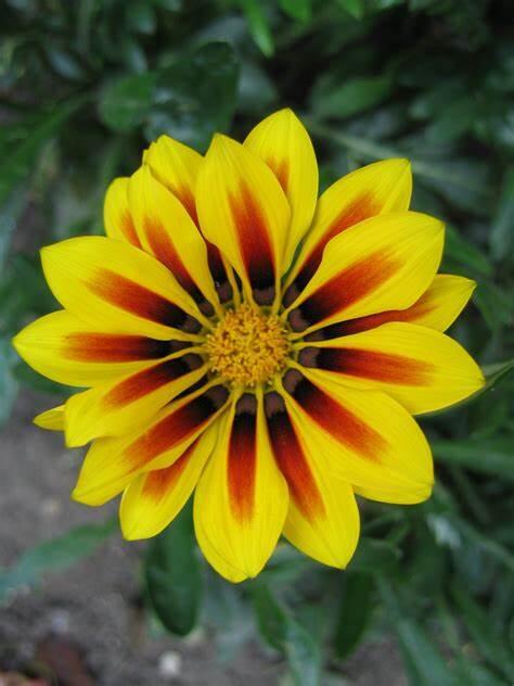Lot 3 Sanborn Road Greene, ME 04236 - Photo 1 of 1 Flower PHoto