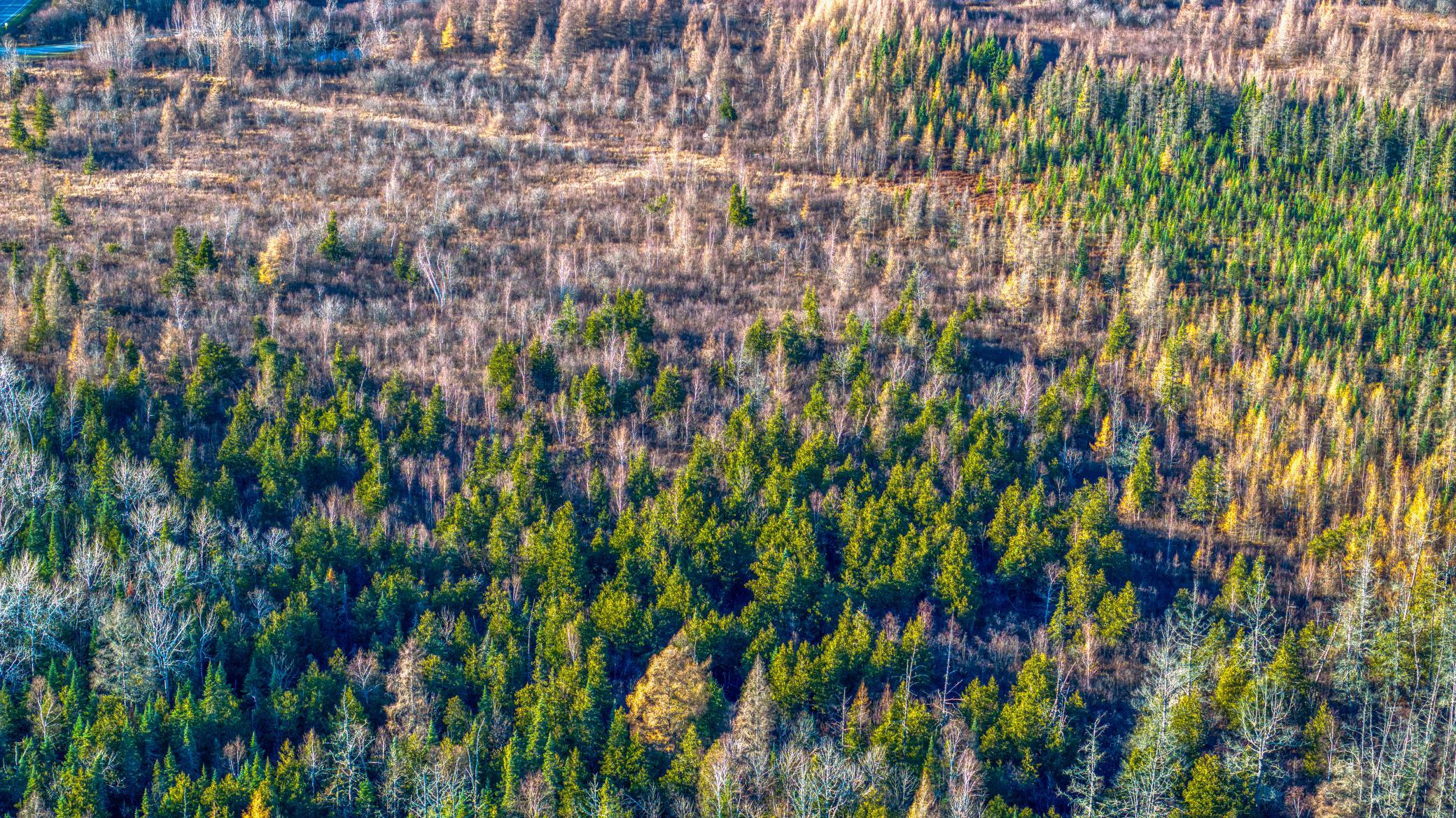 Tbd Dora Lake Road Northome, MN 56661 - Photo 15 of 58