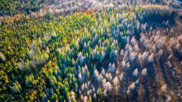 $1 | Tbd Dora Lake Road, Northome, MN 56661