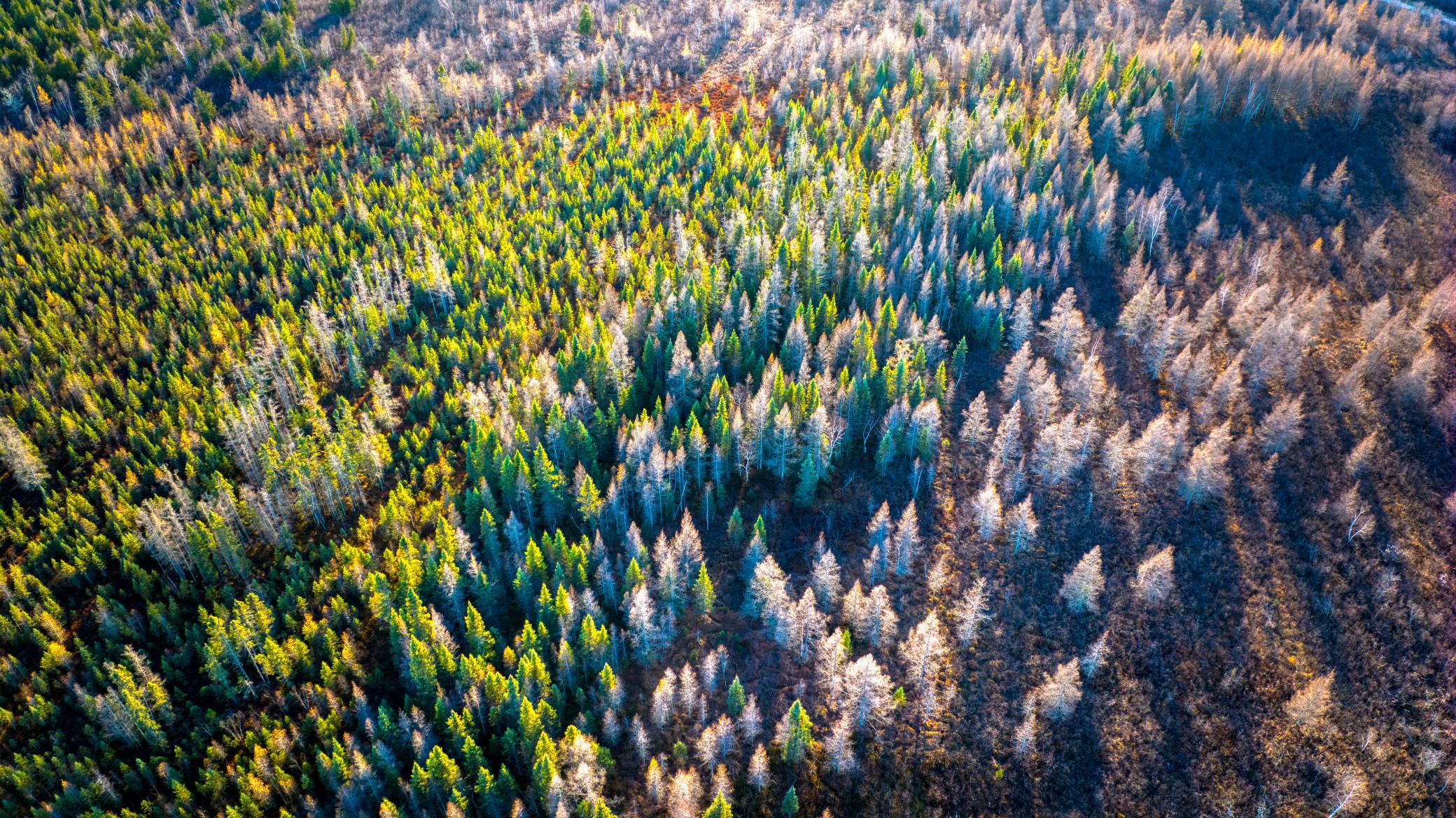 Tbd Dora Lake Road Northome, MN 56661 - Photo 37 of 58