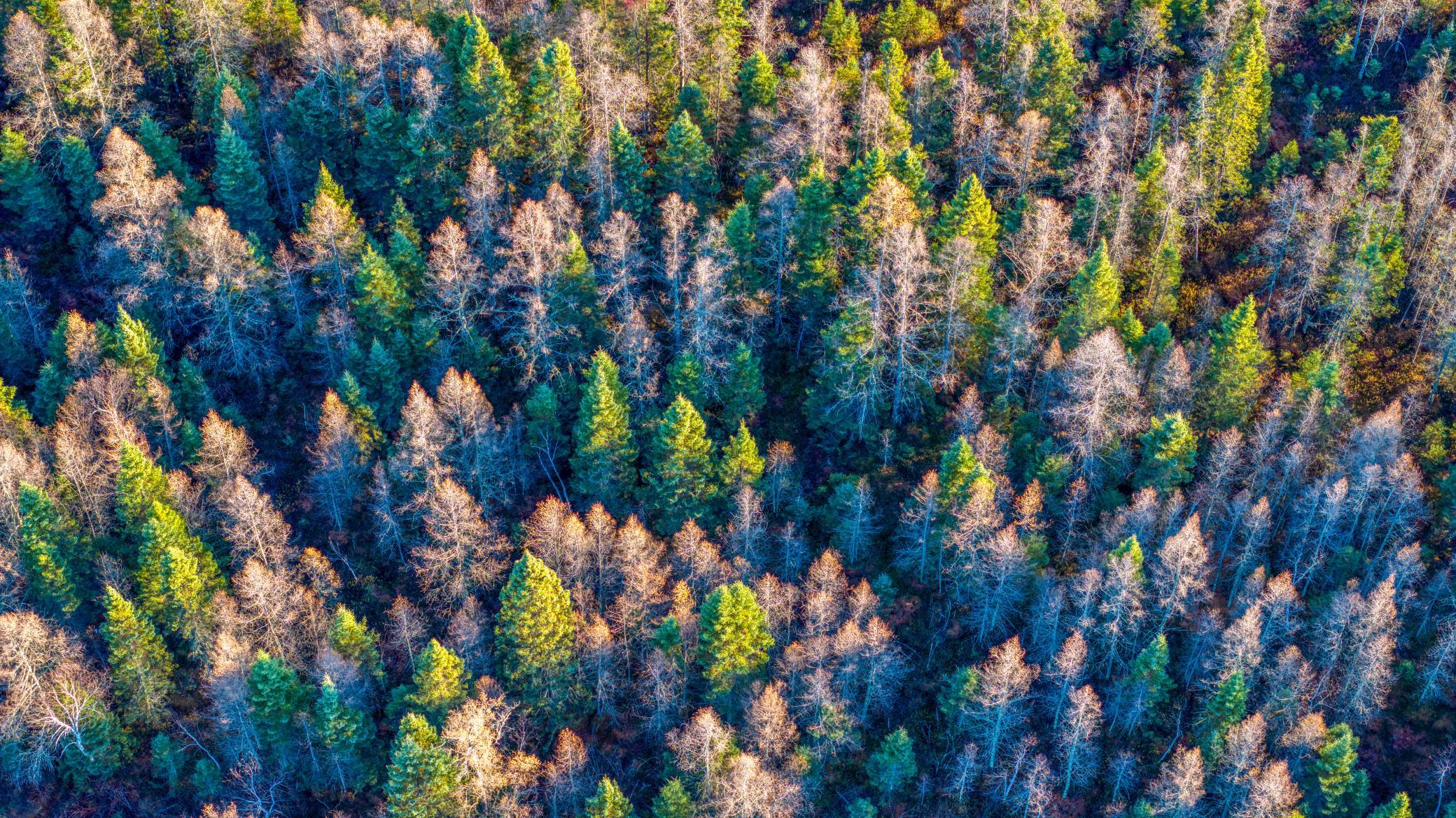 Tbd Dora Lake Road Northome, MN 56661 - Photo 38 of 58