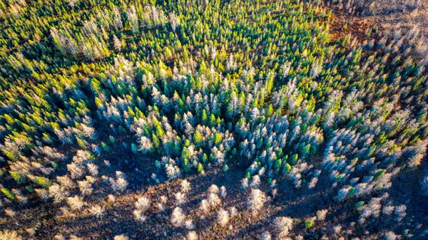 $1 | Tbd Dora Lake Road, Northome, MN 56661