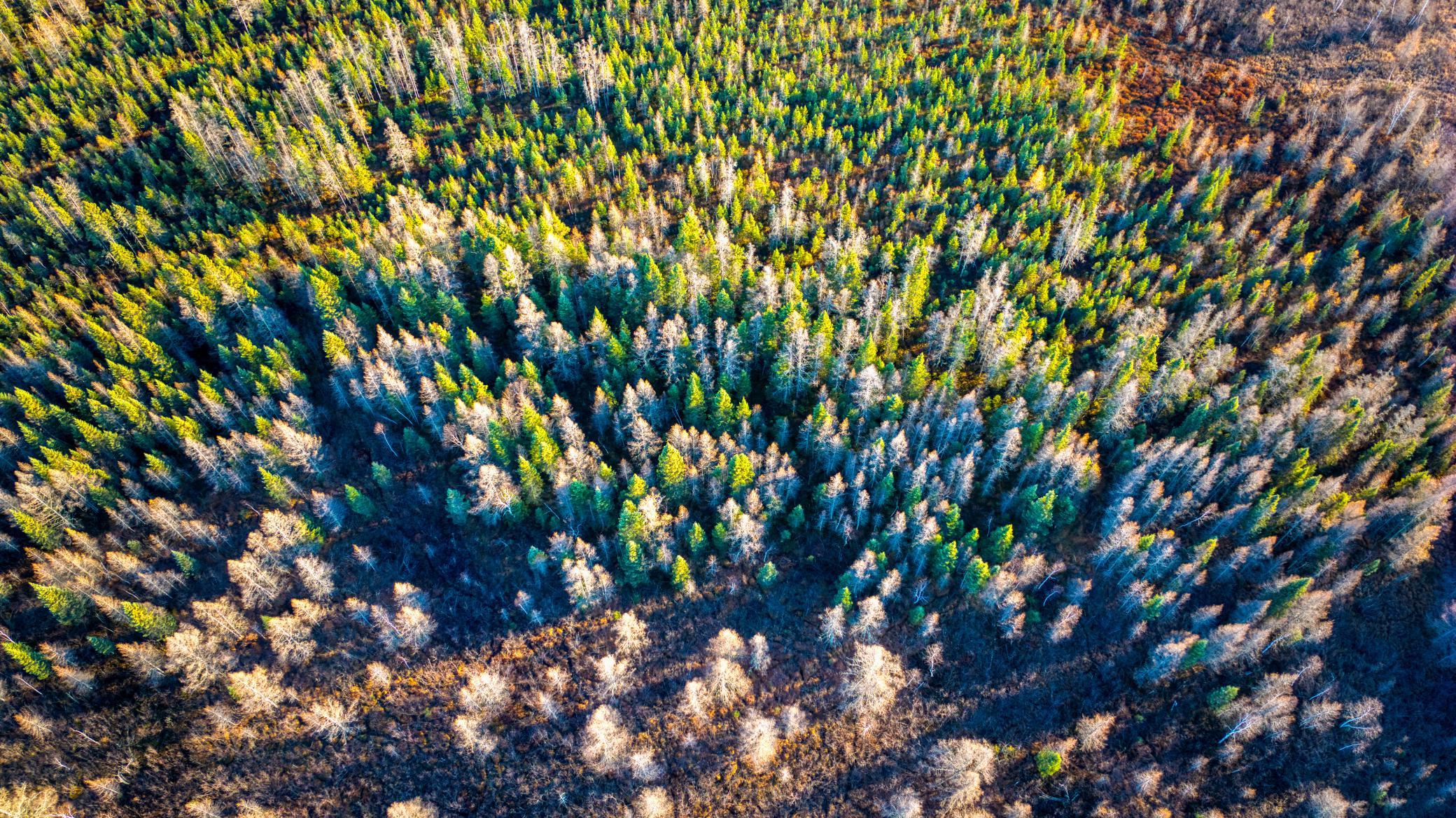 Tbd Dora Lake Road Northome, MN 56661 - Photo 39 of 58