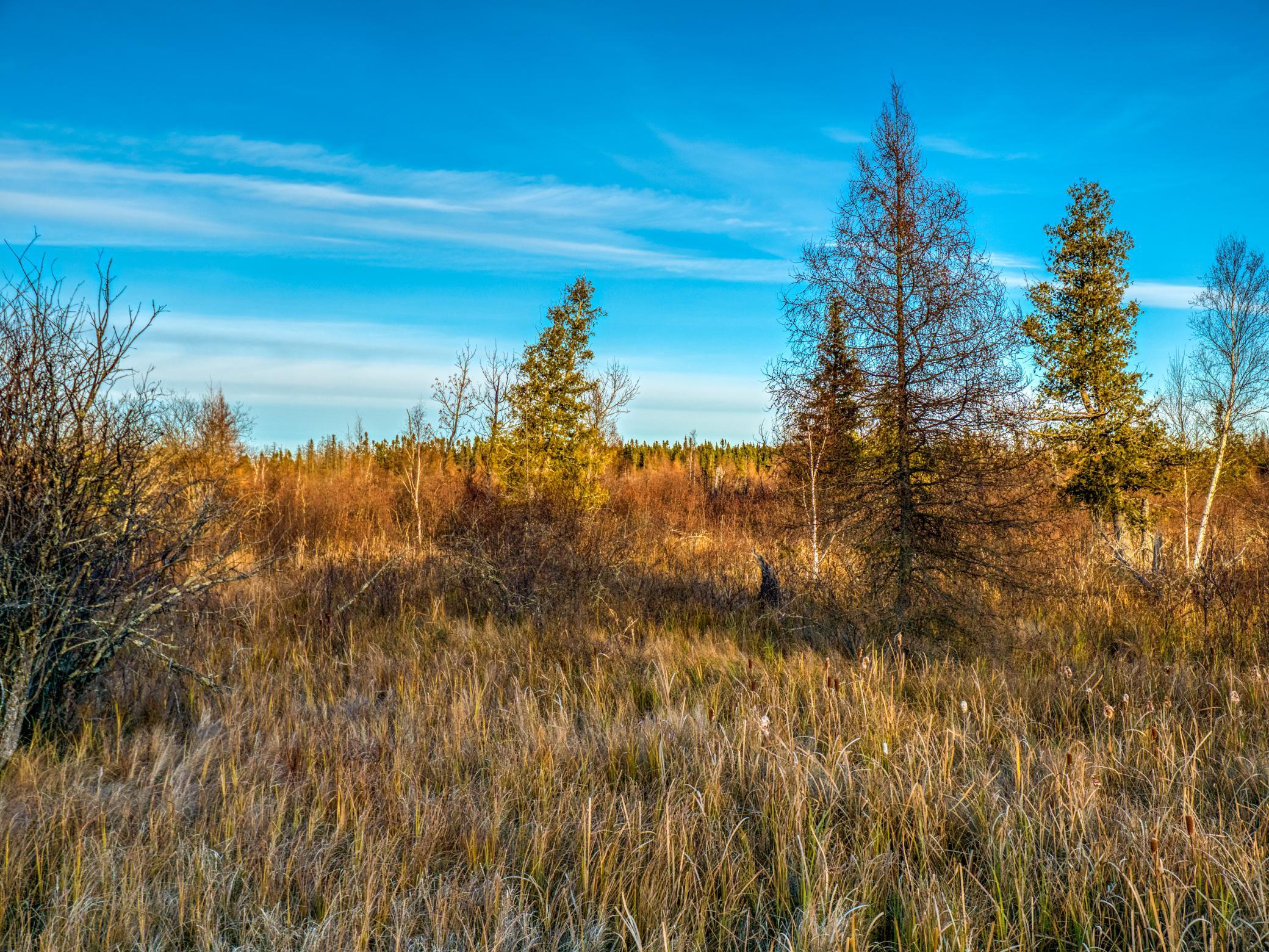 Tbd Dora Lake Road Northome, MN 56661 - Photo 8 of 58