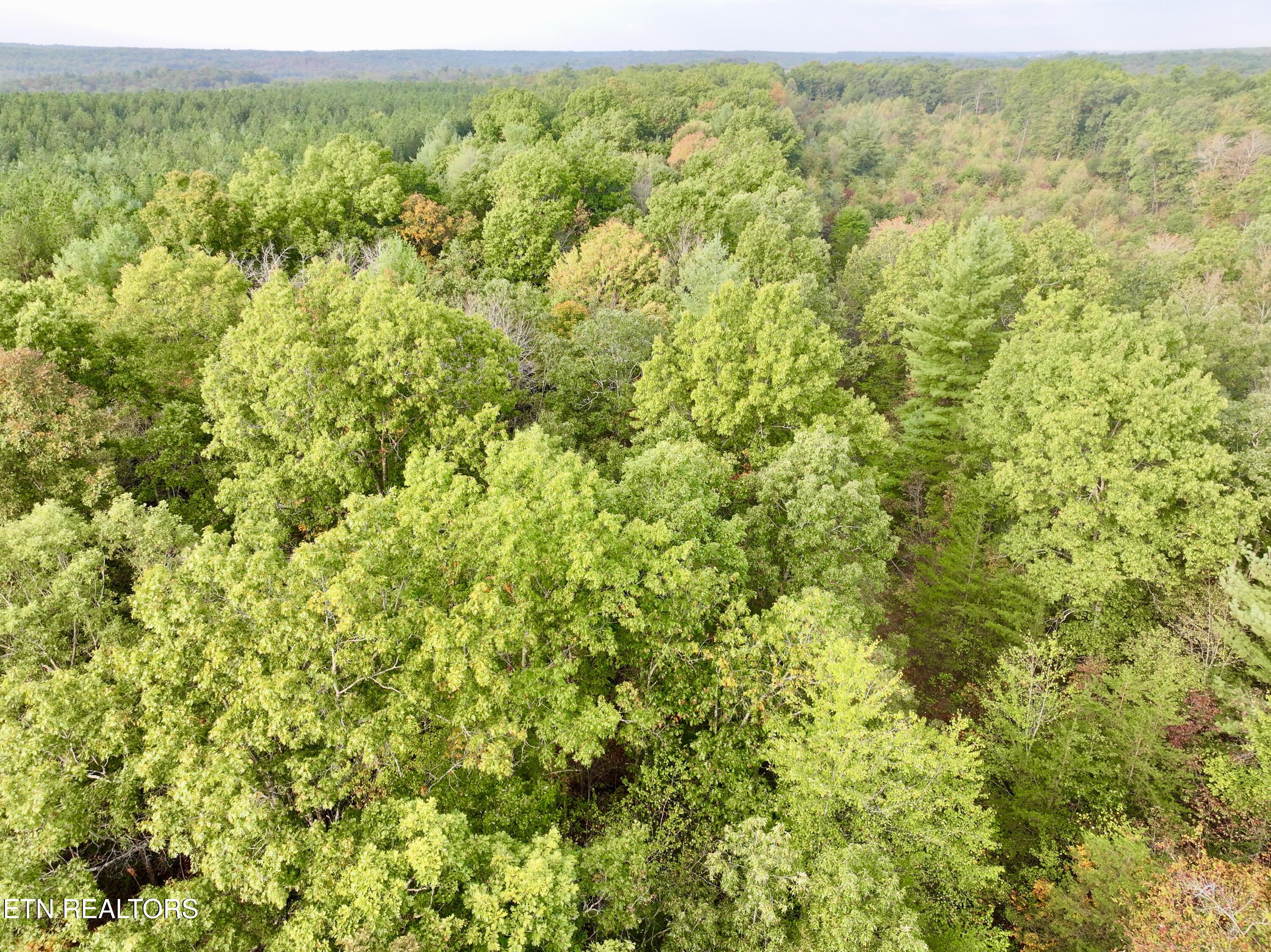 0 Wentland Drive Deer Lodge, TN 37726 - Photo 17 of 21 dji_fly_20241004_080604_0337_17280716050