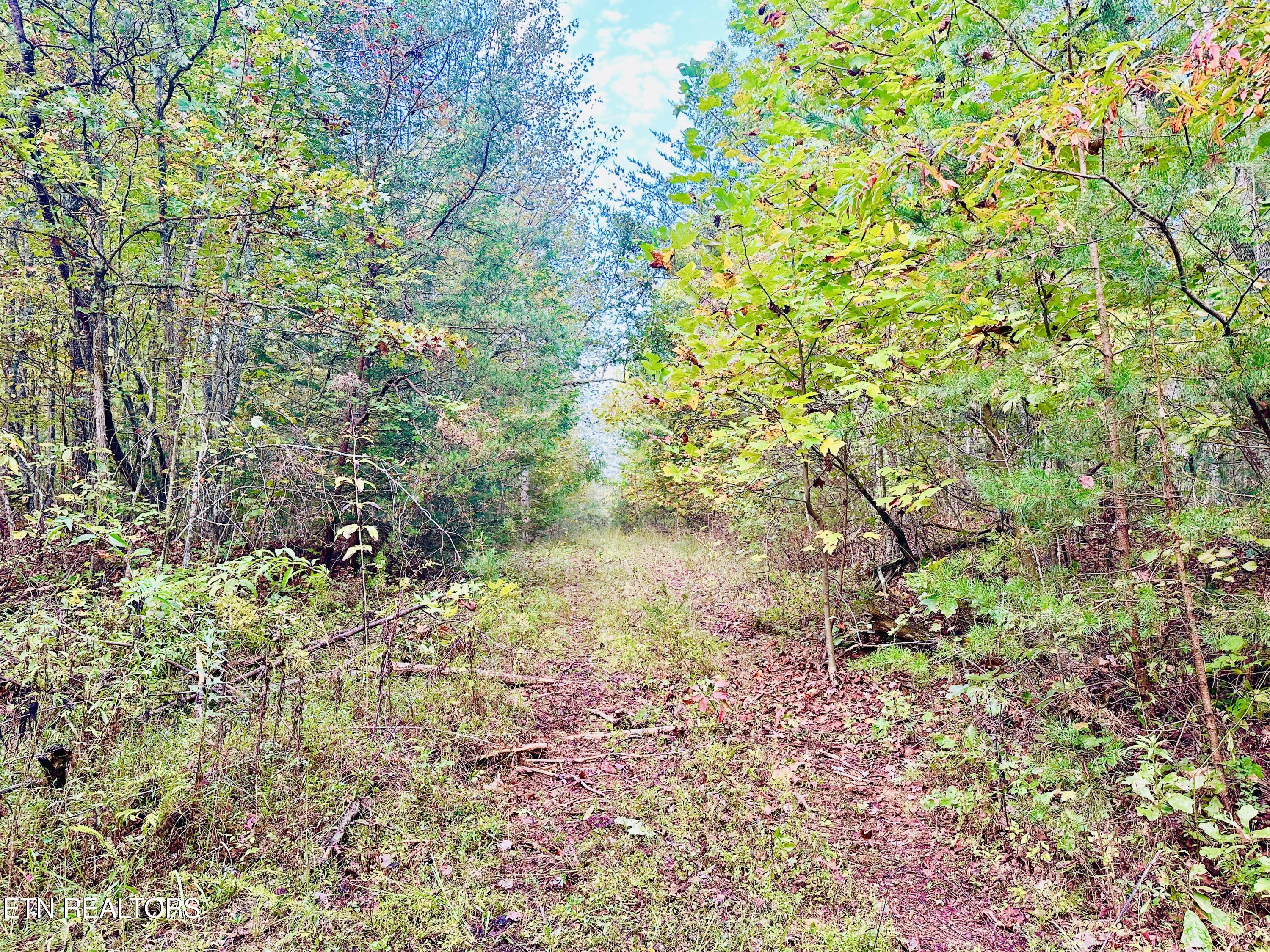 0 Wentland Drive Deer Lodge, TN 37726 - Photo 2 of 21 IMG_7110