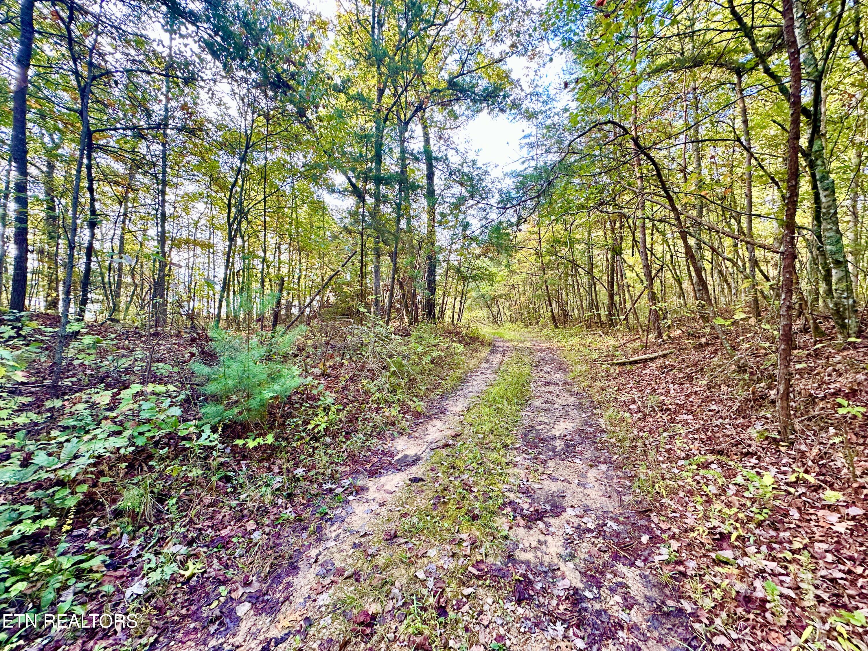 0 Wentland Drive Deer Lodge, TN 37726 - Photo 4 of 21 IMG_7113