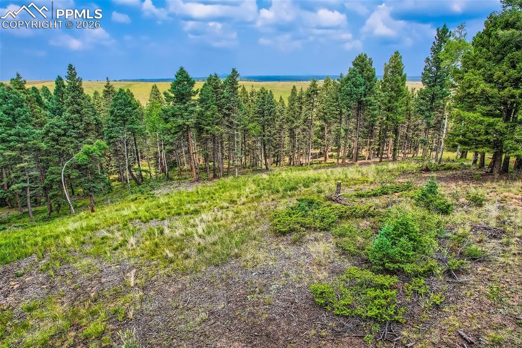 4600 Elk Valley Road Divide, CO 80814 - Photo 6 of 14 a view of a green yard with large trees