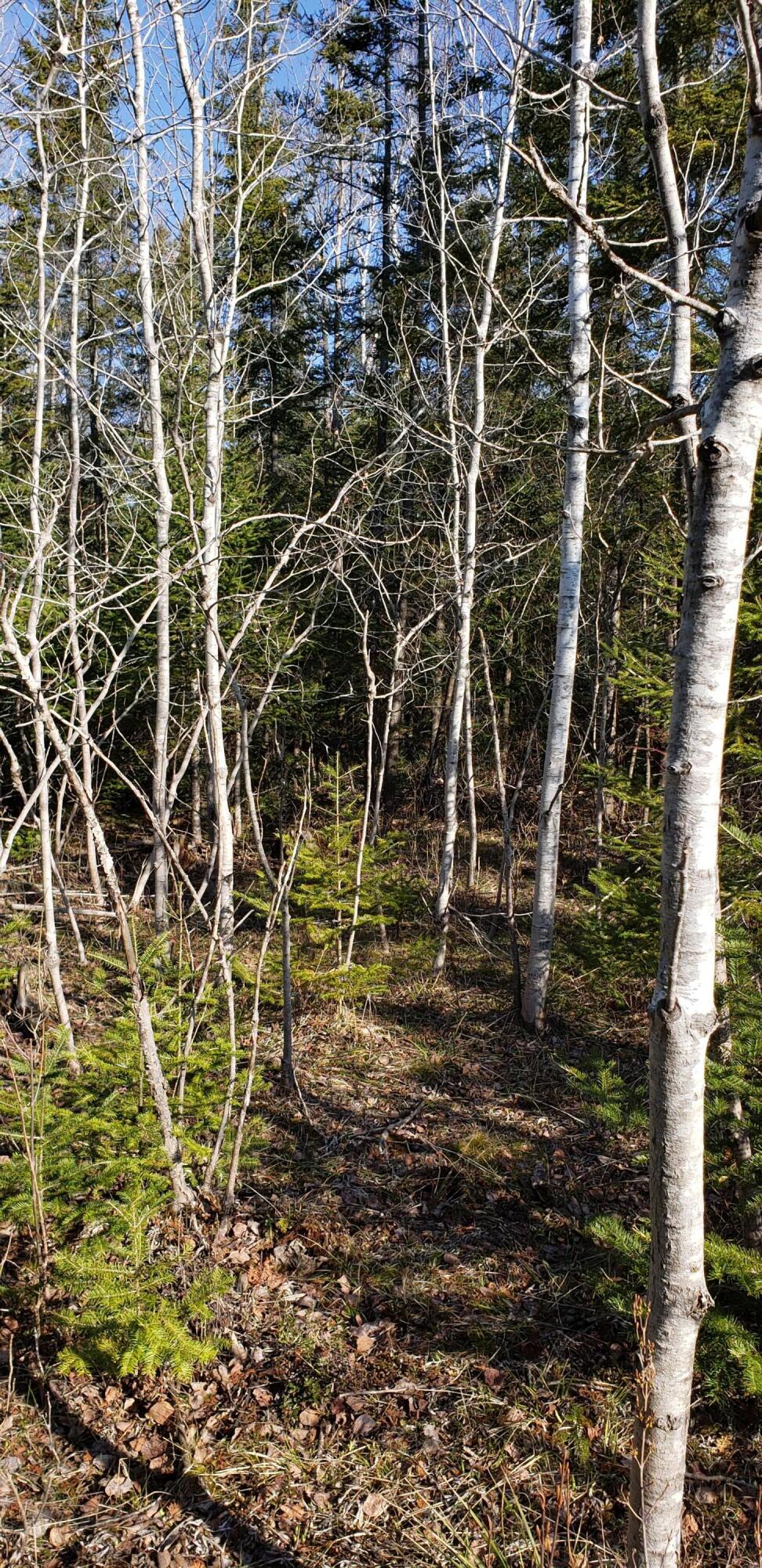 North Point Road Alpena, MI 49707 - Photo 15 of 25 Gallery Image 15