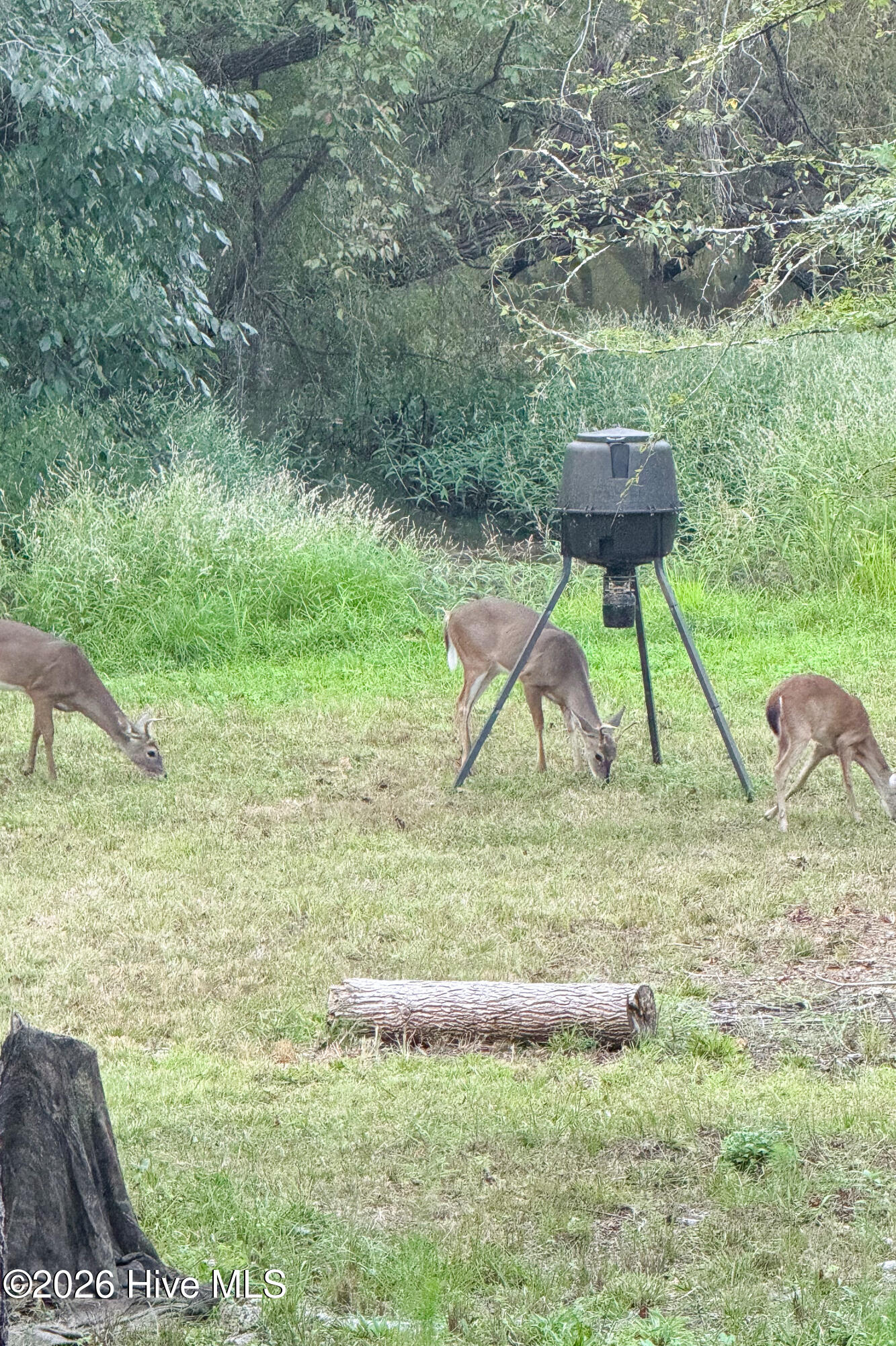 846 Briggs Road North Augusta, SC 29860 - Photo 49 of 58 Wildlife!