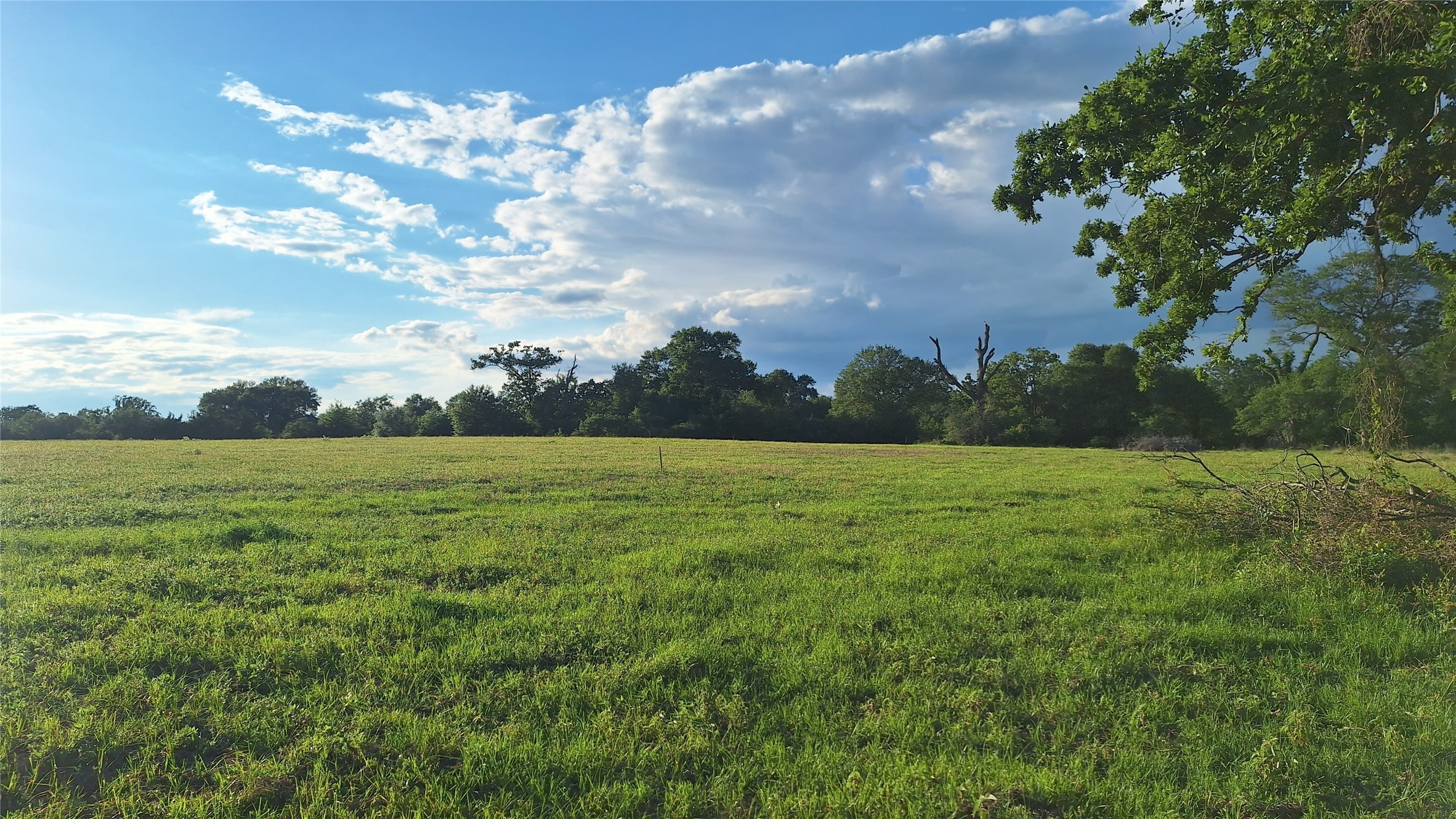 18155 Wellman Road Washington, TX 77880 - Photo 13 of 14 Expansive green pasture with a dense tree line bordering the perimeter