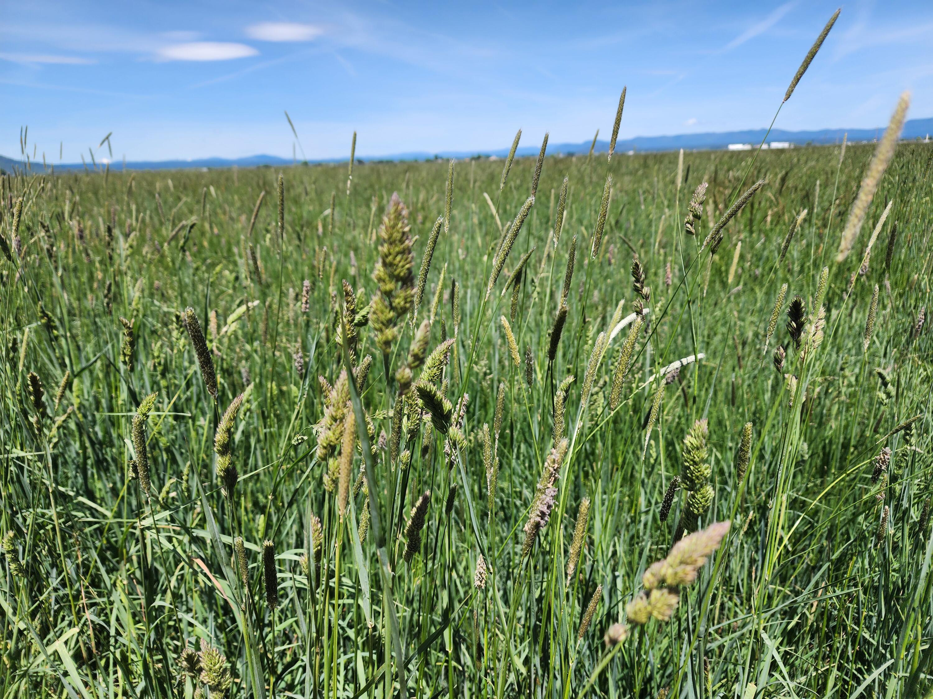 25653 Glenburn Road Fall River Mills, CA 96028 - Photo 11 of 152 20250515_122855