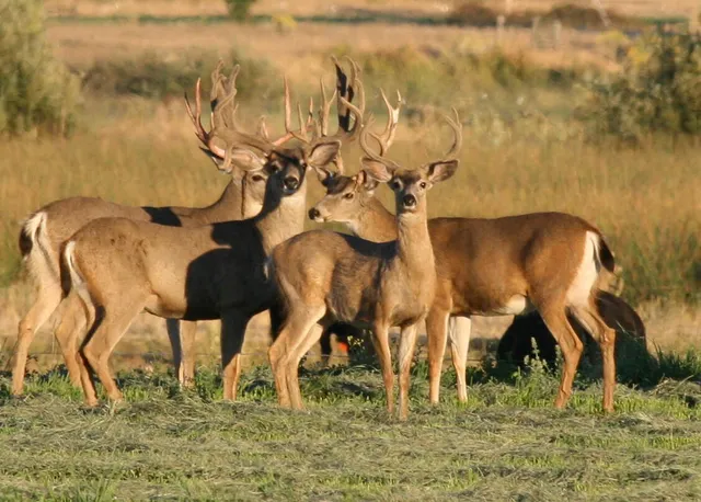 a view of lake and mountain view