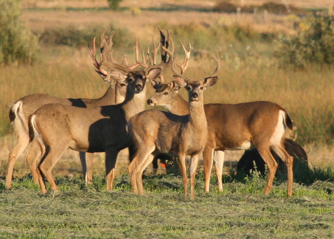 25653 Glenburn Road Fall River Mills, CA 96028 - Photo 6 of 152 IMG_2381
