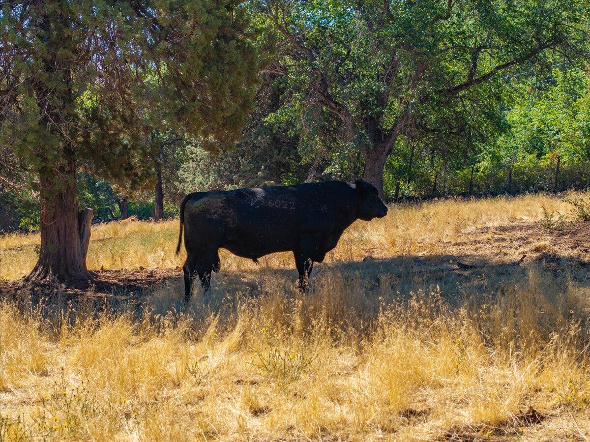 25653 Glenburn Road Fall River Mills, CA 96028 - Photo 67 of 152 065-25653 Glenburn Rd - E-43