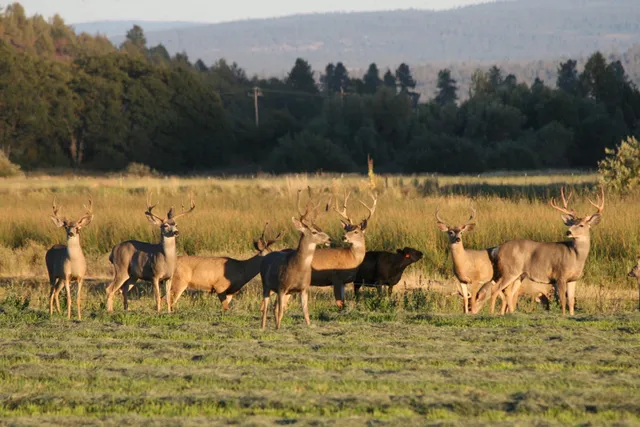 a outdoor view with swimming pool and mountain view