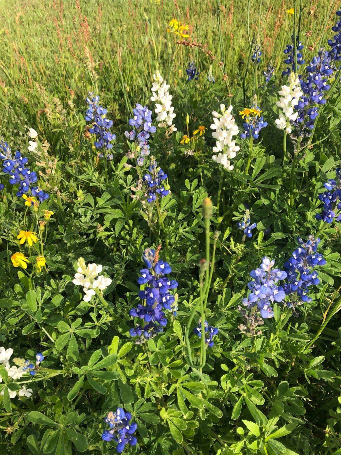 35494 Betka Road Hempstead, TX 77445 - Photo 36 of 37 a view of a flower in a garden