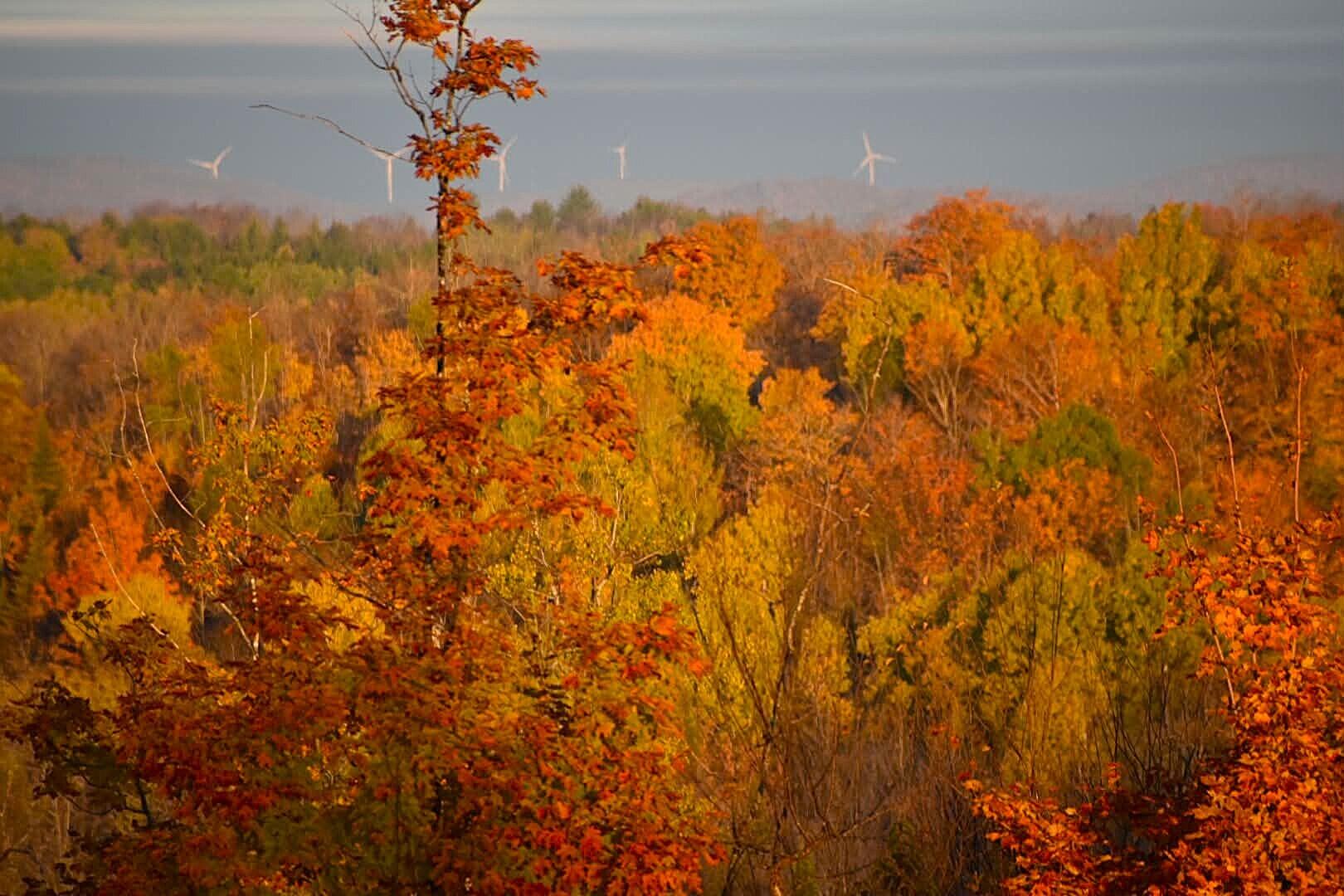 260 Nyes Corner Road St. Albans, ME 04971 - Photo 20 of 104 leaves