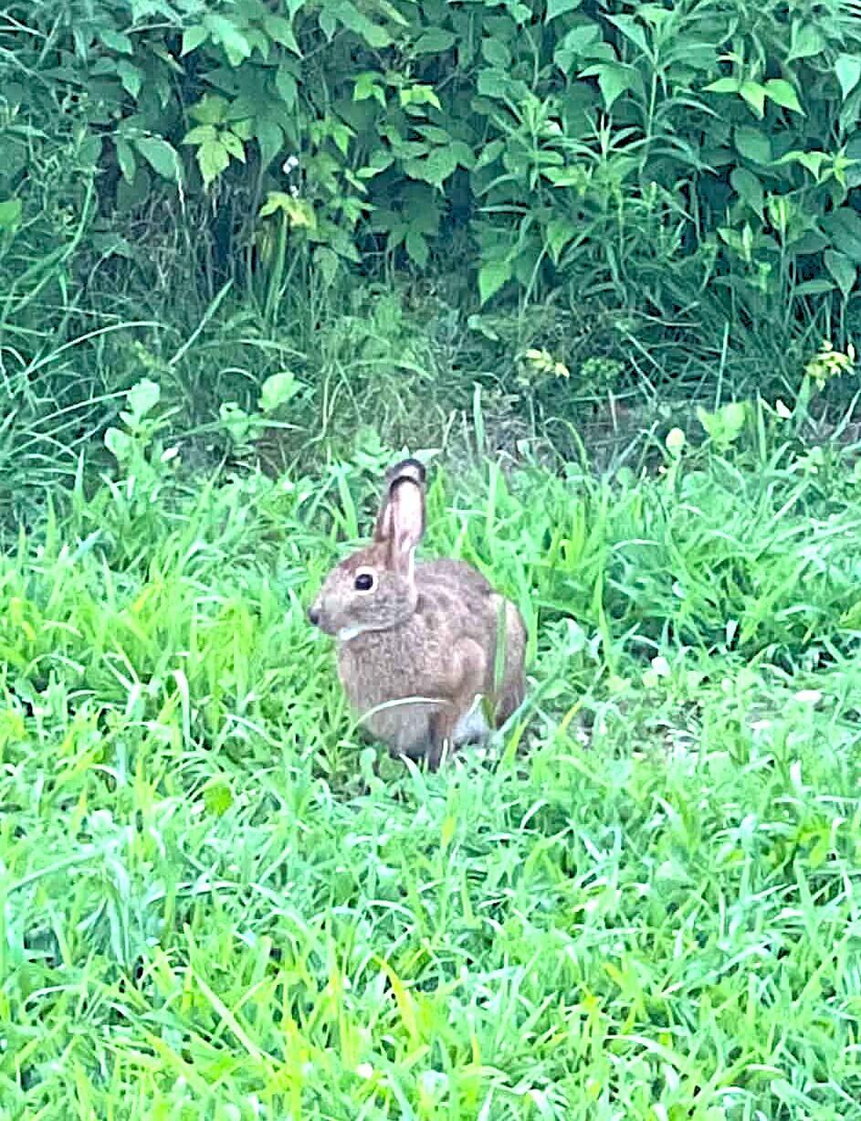 260 Nyes Corner Road St. Albans, ME 04971 - Photo 37 of 104 bunny