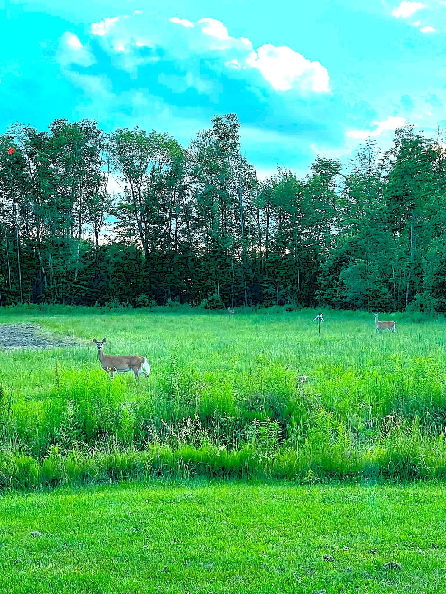 260 Nyes Corner Road St. Albans, ME 04971 - Photo 38 of 104 deer field