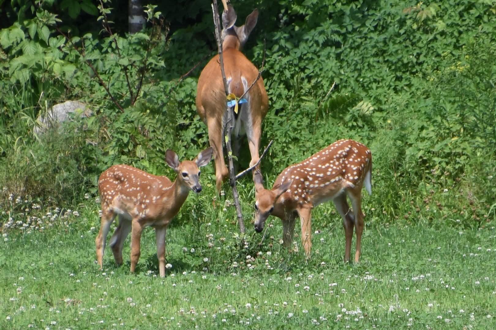260 Nyes Corner Road St. Albans, ME 04971 - Photo 39 of 104 2sCGc4S0