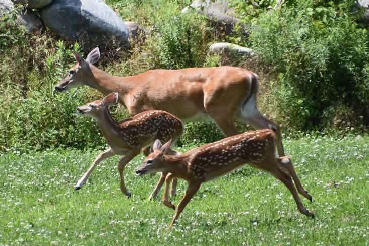 260 Nyes Corner Road St. Albans, ME 04971 - Photo 40 of 104 tVTbBpSM