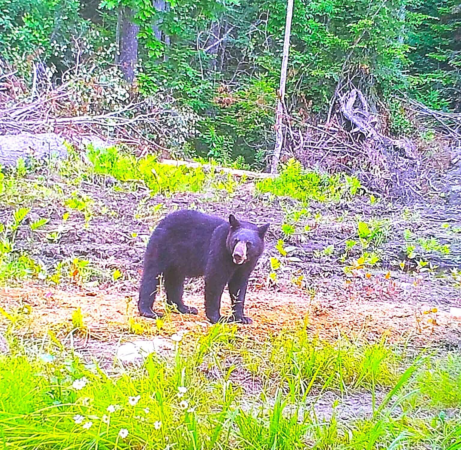 260 Nyes Corner Road St. Albans, ME 04971 - Photo 42 of 104 bear