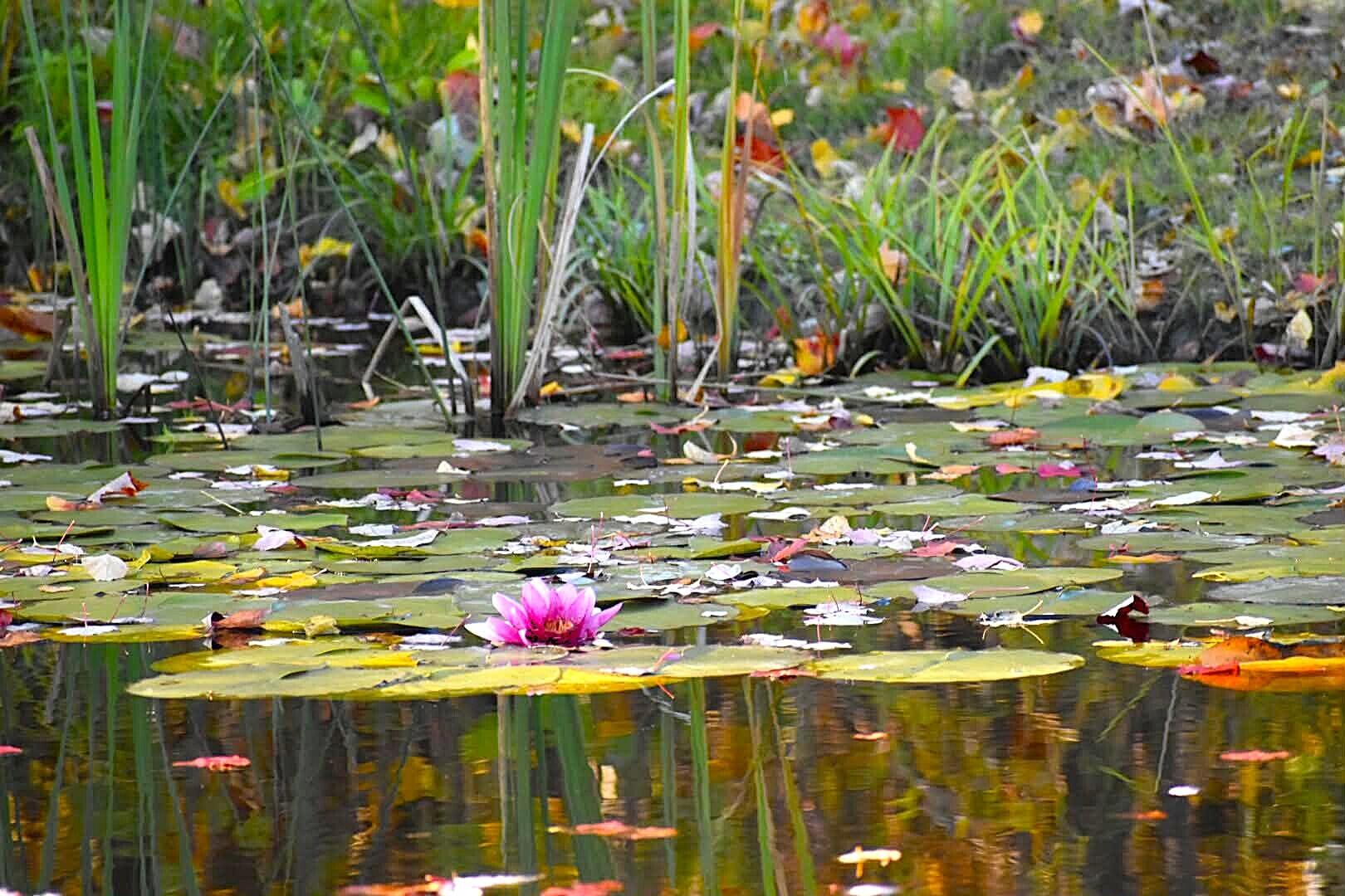 260 Nyes Corner Road St. Albans, ME 04971 - Photo 43 of 104 pond