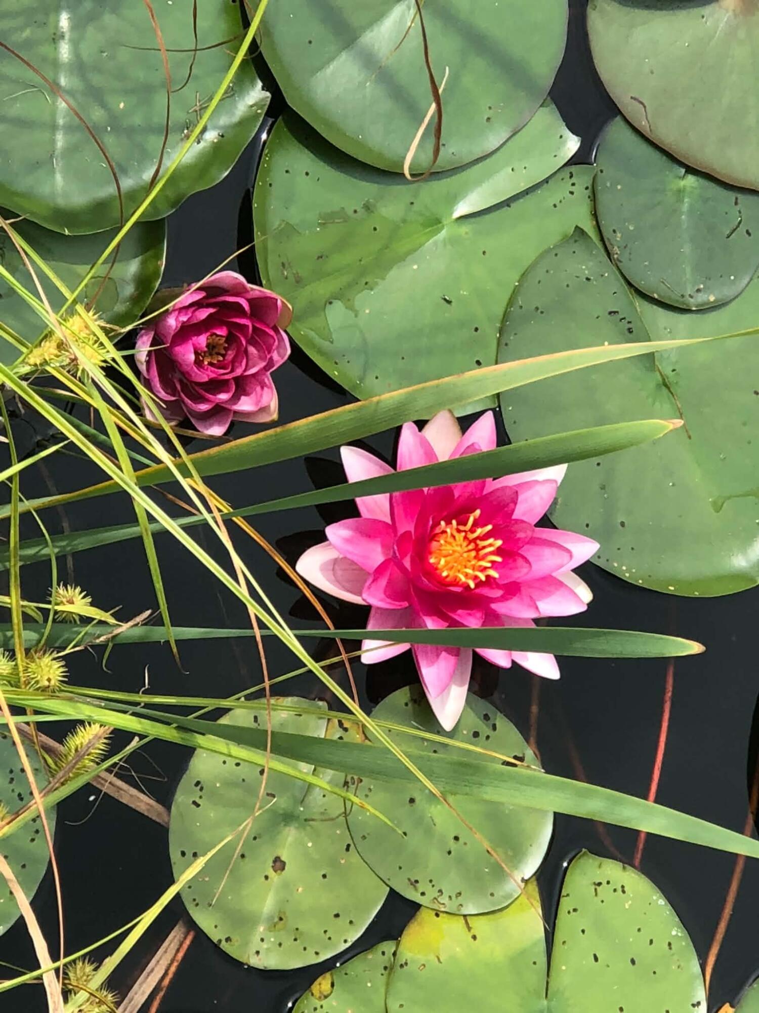 260 Nyes Corner Road St. Albans, ME 04971 - Photo 44 of 104 GprZ8YaL