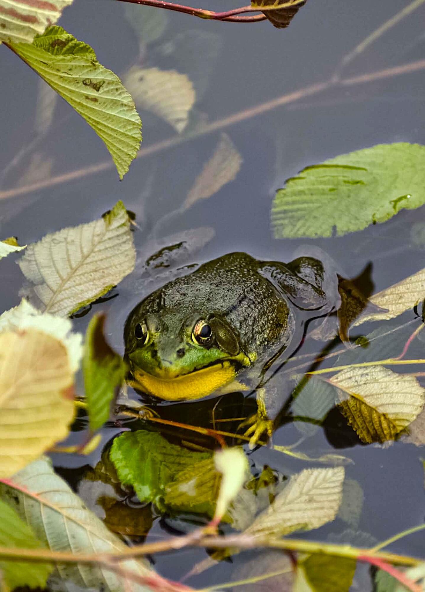 260 Nyes Corner Road St. Albans, ME 04971 - Photo 45 of 104 frog