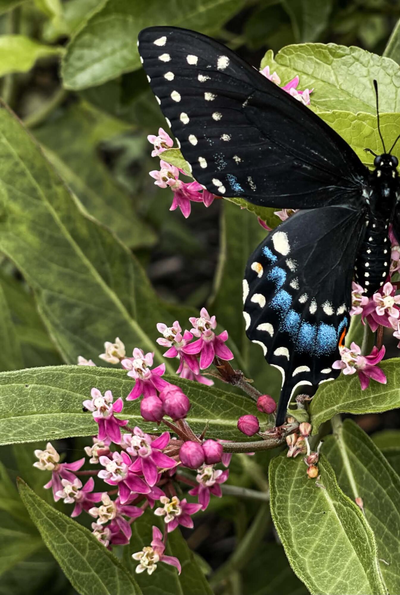 260 Nyes Corner Road St. Albans, ME 04971 - Photo 46 of 104 yclTawsB