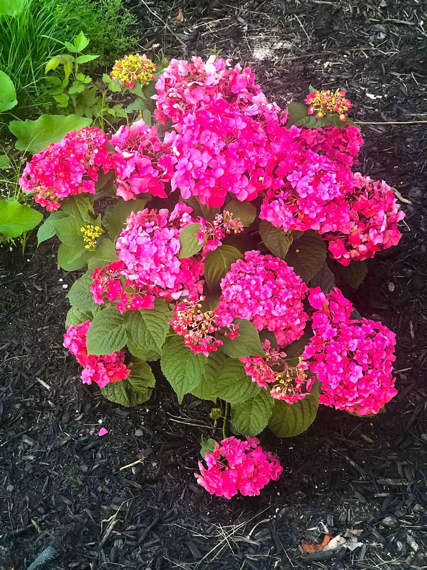 260 Nyes Corner Road St. Albans, ME 04971 - Photo 47 of 104 pink flower