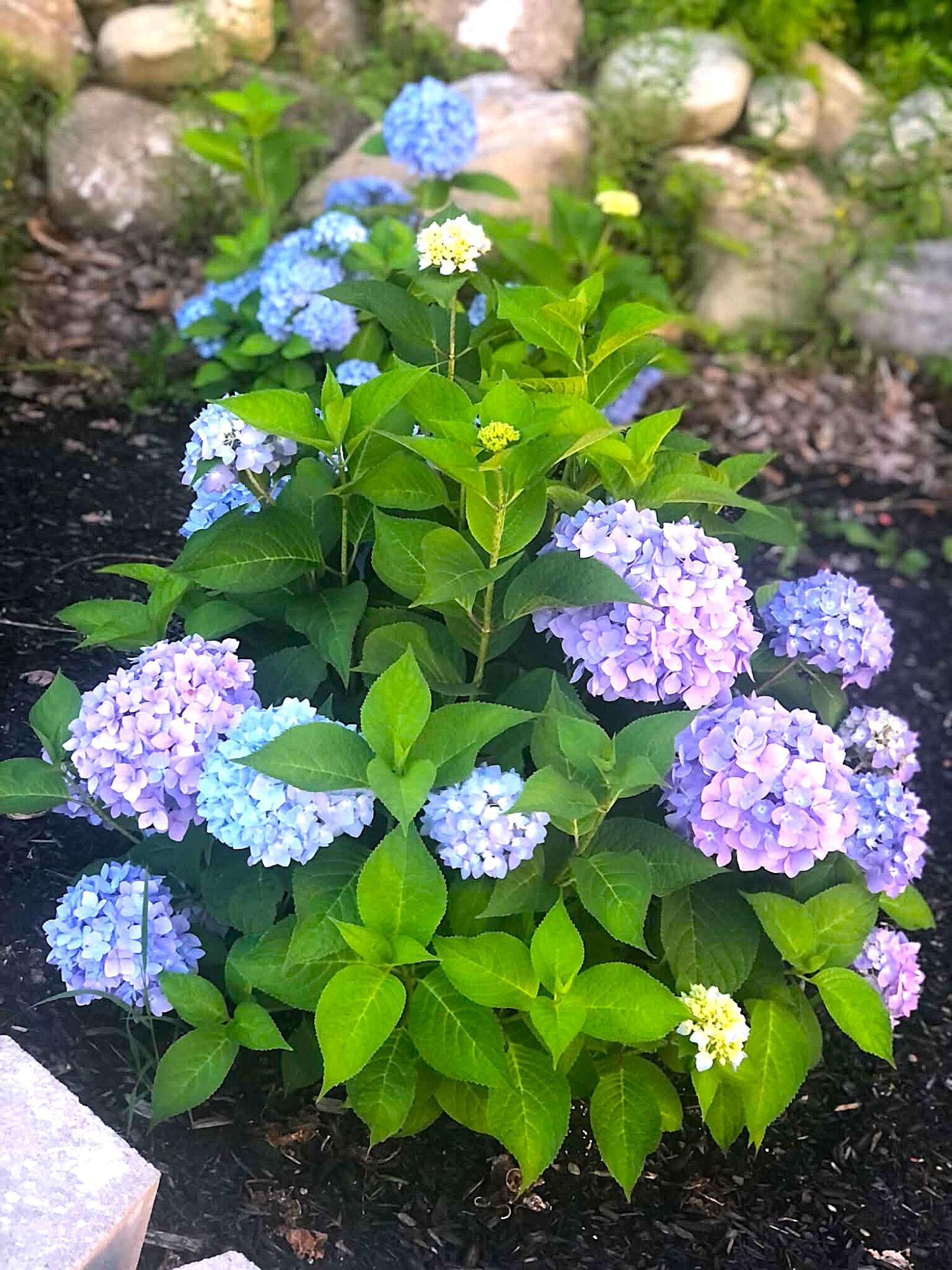 260 Nyes Corner Road St. Albans, ME 04971 - Photo 48 of 104 blue flower