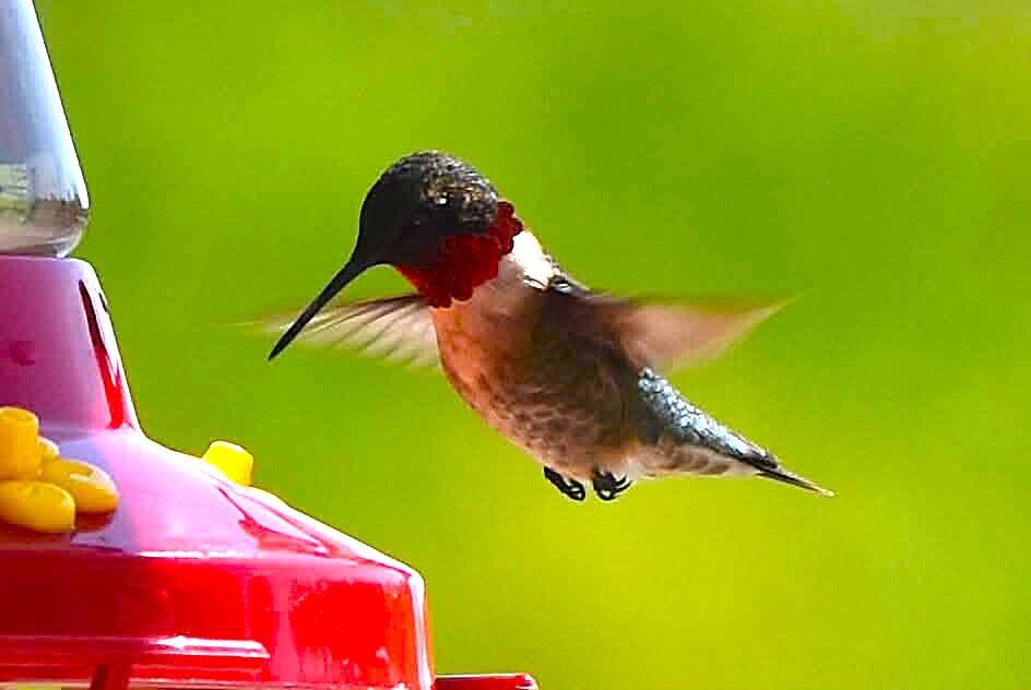 260 Nyes Corner Road St. Albans, ME 04971 - Photo 49 of 104 hummingbird