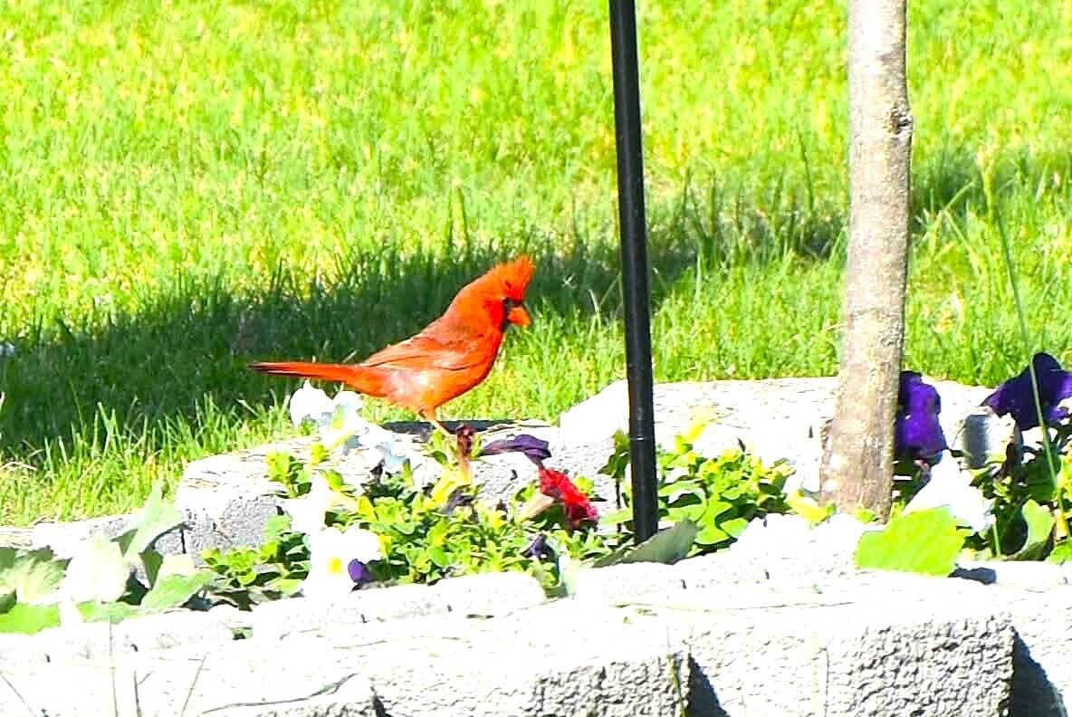 260 Nyes Corner Road St. Albans, ME 04971 - Photo 50 of 104 cardinal