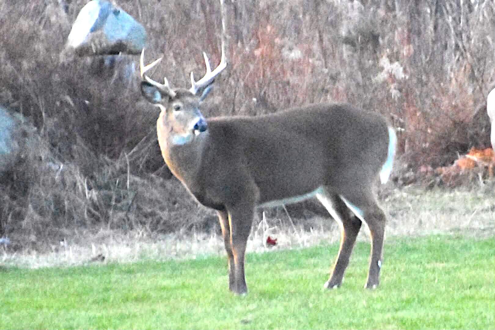 260 Nyes Corner Road St. Albans, ME 04971 - Photo 51 of 104 deer
